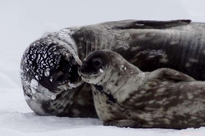 Weddell Seal Mothers Sacrifice Diving to Supply Iron to Offspring, Heightening Climate Change Risks