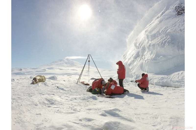Weddell Seal Mothers Sacrifice Diving to Supply Iron to Offspring, Heightening Climate Change Risks