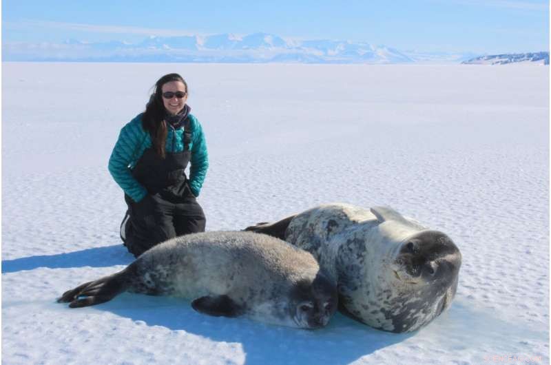 Weddell Seal Mothers Sacrifice Diving to Supply Iron to Offspring, Heightening Climate Change Risks