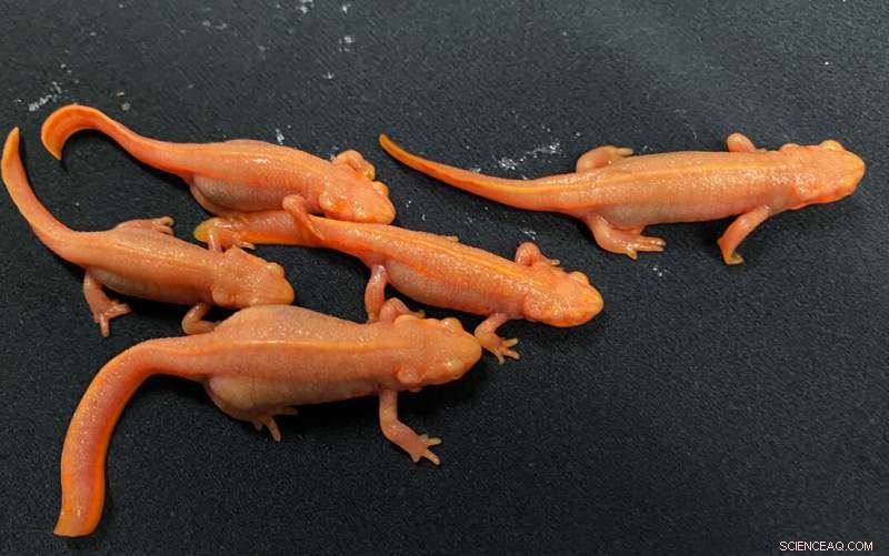 Newts  Limb Muscle Regeneration Requires Metamorphosis and Growth, Study Finds