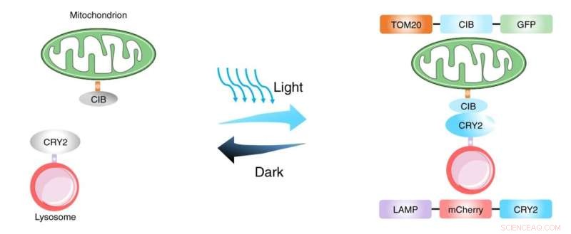 Harnessing Light to Rejuvenate Cellular Functions via Optogenetic Micro‑Lumenal Compartment Formation