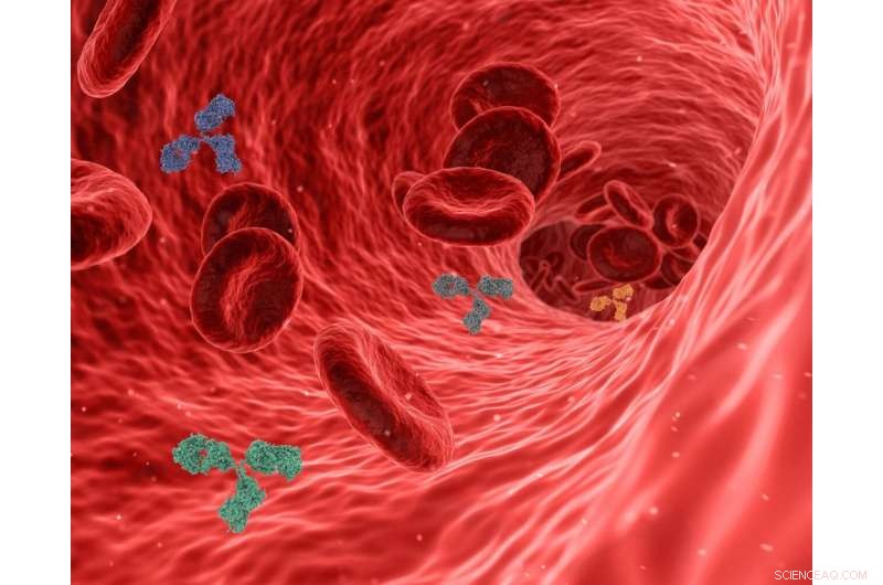 Yale Study Reveals Key Signaling Pathway Supporting Vascular Resilience