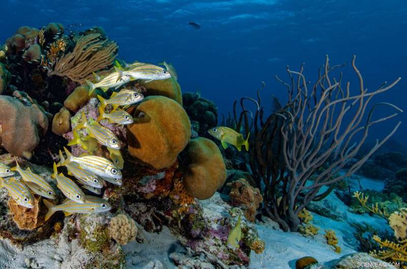 Advanced Computer Modeling Guides Global Coral Reef Restoration and Conservation Efforts
