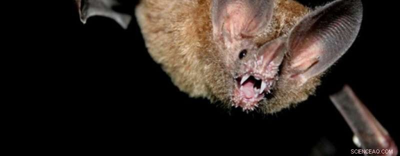 Frog‑eating Bats Remember Frog Calls for Years—Ringtone Recognition After Four Years