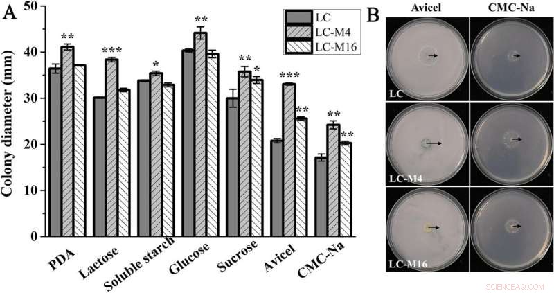 New Study Identifies Key Genes Driving Industrial Enzyme Production and Biomass Recycling