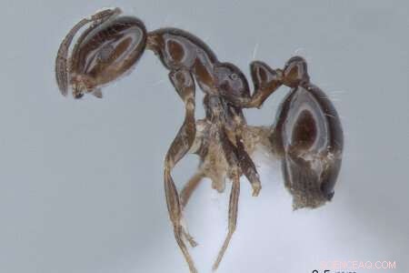 Hundreds of New Ant Species Unearthed in Northern Australia’s Tropical Regions