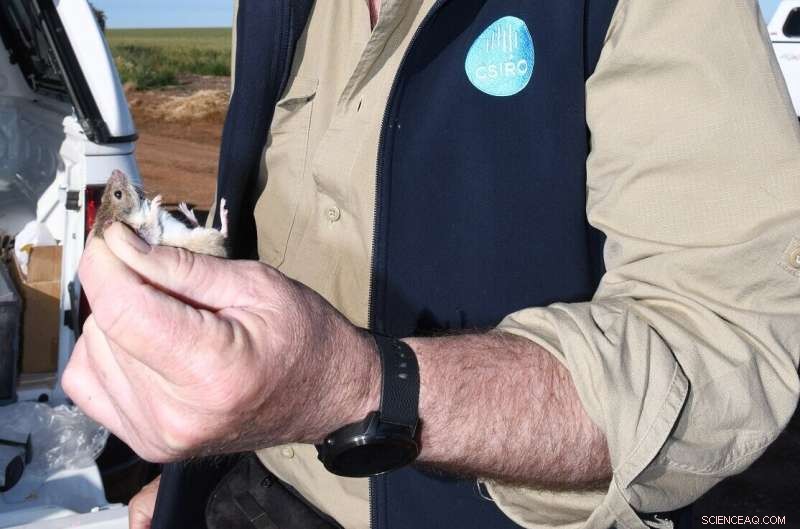 CSIRO Study Shows Doubling Zinc Phosphide Baits Cuts Mouse Populations in Agriculture