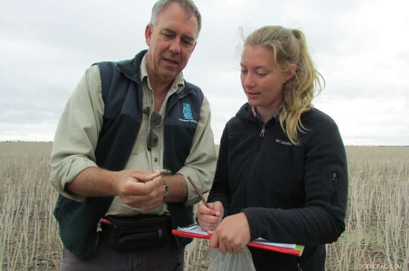 CSIRO Study Shows Doubling Zinc Phosphide Baits Cuts Mouse Populations in Agriculture