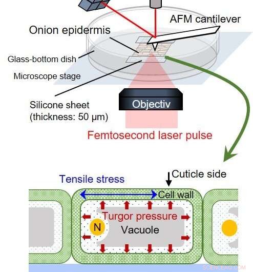 New Study Refines Mechanical Stiffness Equations for Plant Cell Walls Using Elastic Shell Theory