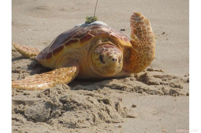 Titan the Resilient Turtle: A Survivor Returned to the Ocean