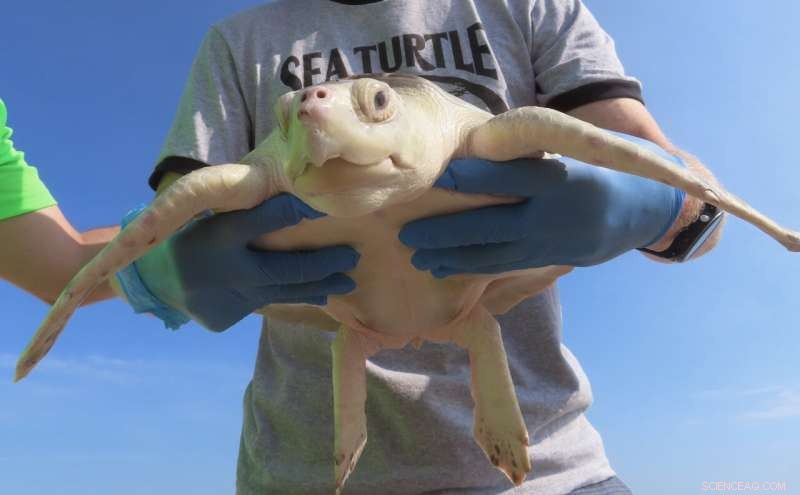 Titan the Resilient Turtle: A Survivor Returned to the Ocean