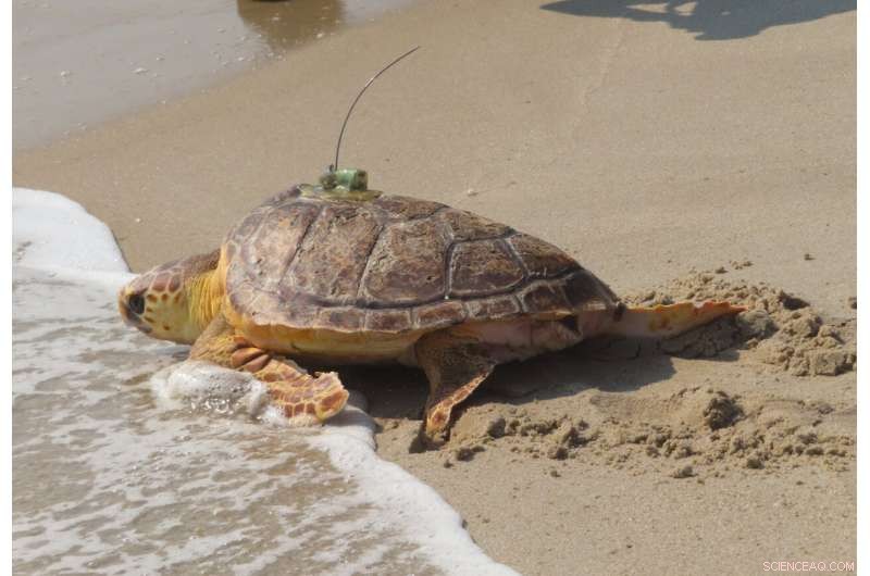 Titan the Resilient Turtle: A Survivor Returned to the Ocean