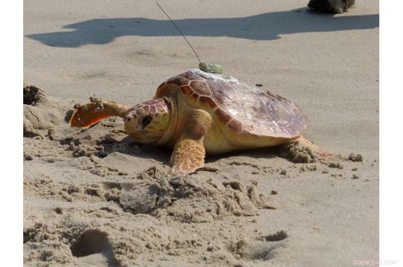 Titan the Resilient Turtle: A Survivor Returned to the Ocean