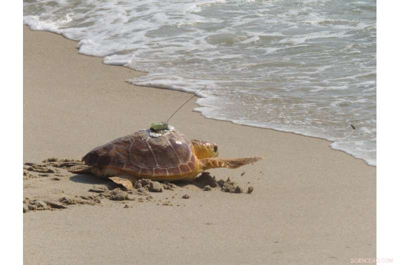 Titan the Resilient Turtle: A Survivor Returned to the Ocean