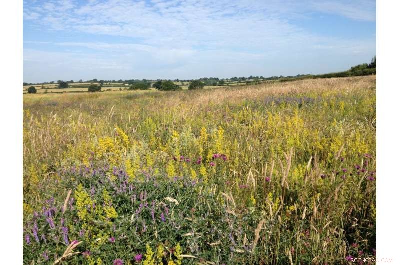 Long-Term Study Shows Agri-Environment Schemes Boost Bird and Butterfly Populations Without Yield Loss