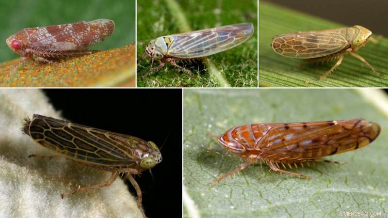 New Study Reveals Plant Pathogen Spread via Leafhoppers in Natural Habitats