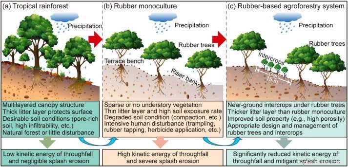 Managing Soil Splash Erosion Enhances Sustainable Rubber Plantation Development