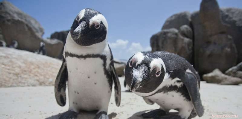 African Penguins Mimic Each Other’s Voices to Strengthen Social Bonds
