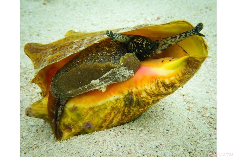 Why Collecting Mollusks in the Florida Keys Could Land You in Jail