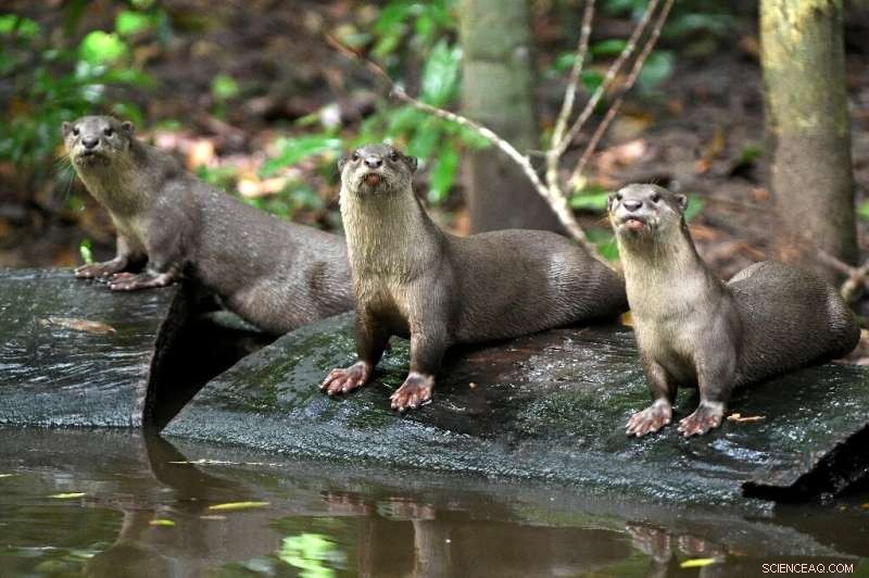 Angkor Wat Wildlife Revival: Pileated Gibbons Reintroduce Hope