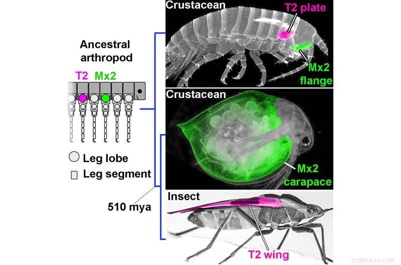 New Study Reveals Alternative Mechanisms Behind the Evolution of Novel Structures