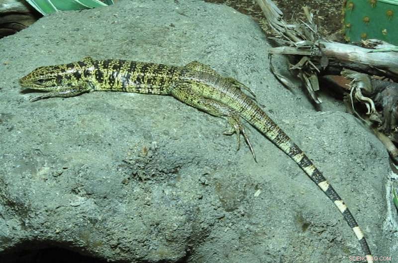 Asexual Reproduction Linked to Higher Harmful Mutation Rates