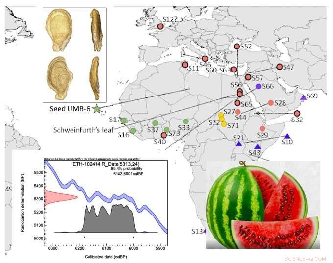 Ancient Melon Genome from Libya Reveals Seeds, Not Sweet Flesh, Key to Watermelon Evolution