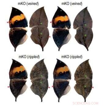 New Study Deciphers the Genes Behind Kallima Butterfly s Leaf‑Mimicking Wings