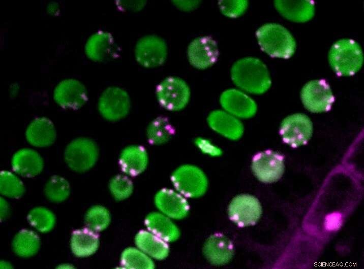 New Study Reveals How Plants Shape Centromere Distribution
