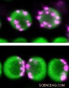 New Study Reveals How Plants Shape Centromere Distribution