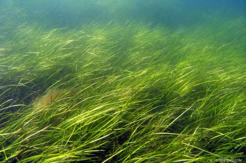 Ancient Ice Age Legacy Shapes Modern Seagrass Resilience to Environmental Threats