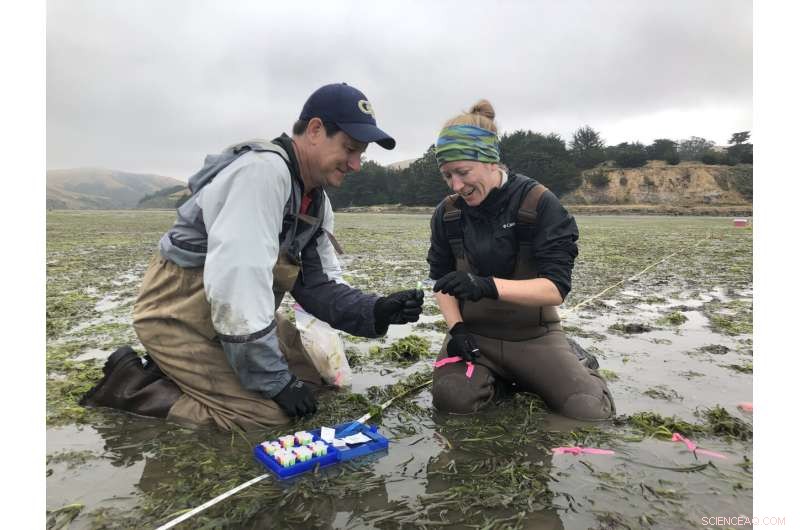 Ancient Ice Age Legacy Shapes Modern Seagrass Resilience to Environmental Threats