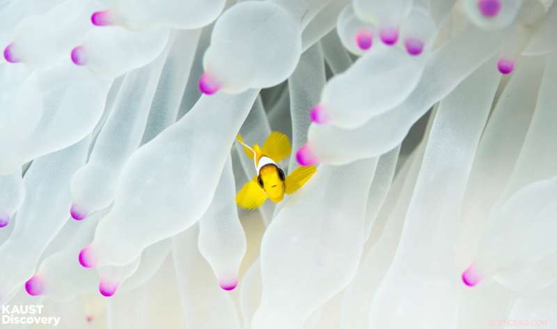 Guidelines for Safe Use of Probiotics to Restore Global Biodiversity