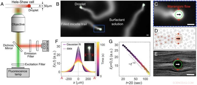 How Microswimmers Move: Uncovering the Physical Forces at Play