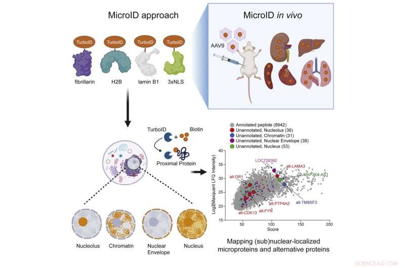 Researchers Use Spray-Paint Technique to Reveal Hidden Genes