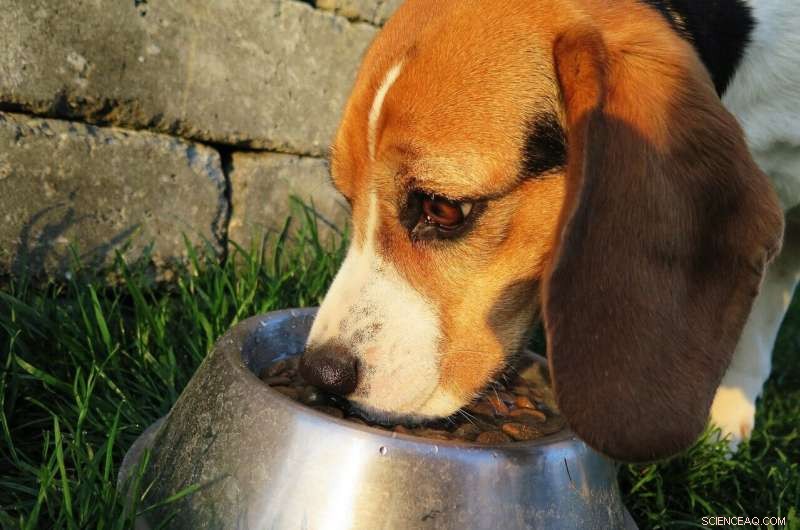 Study Finds Dog Gut Bacteria Can Shift Within a Week of New Food