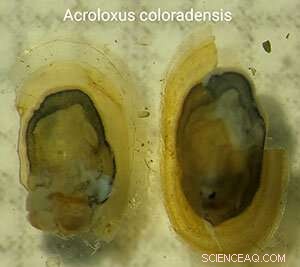 Wyoming Researchers Discover Rare Rocky Mountain Capshell Snail in Snowy Range