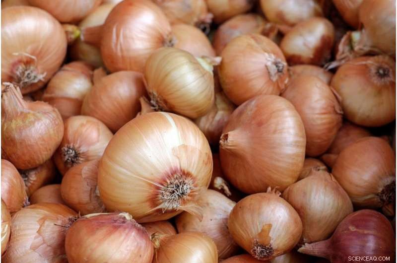 New York Onion Growers Maintain Yields While Reducing Chemical Usage
