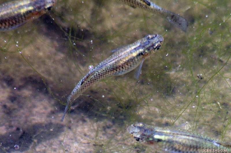 Why Using Non-native Fish to Fight Mosquitoes Can Harm the Environment