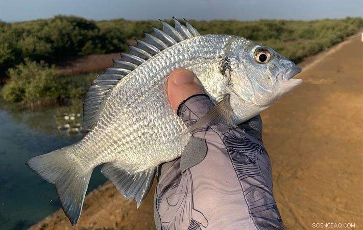 KAUST Researcher Discovers and Names New Red Sea Sea Bream Species