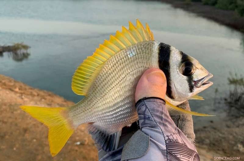 KAUST Researcher Discovers and Names New Red Sea Sea Bream Species