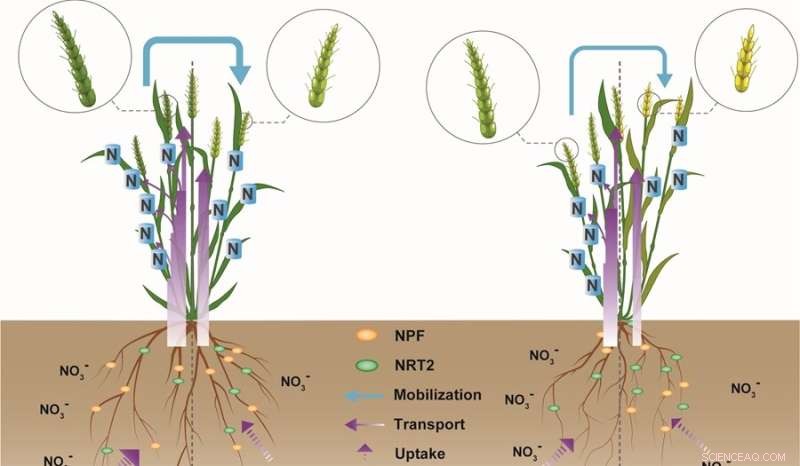 Unveiling the Molecular Mechanisms Behind High Nitrogen Use Efficiency in Wheat Cultivar KN9204