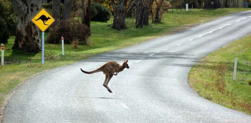 Highway Underpasses for Wildlife: Proven Success in Australia