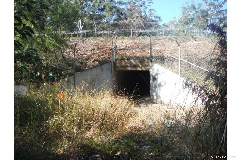Highway Underpasses for Wildlife: Proven Success in Australia
