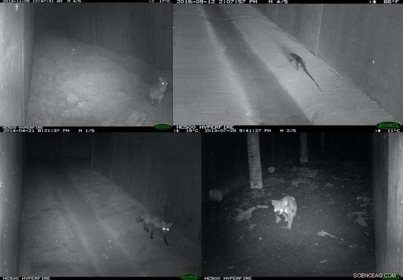 Highway Underpasses for Wildlife: Proven Success in Australia
