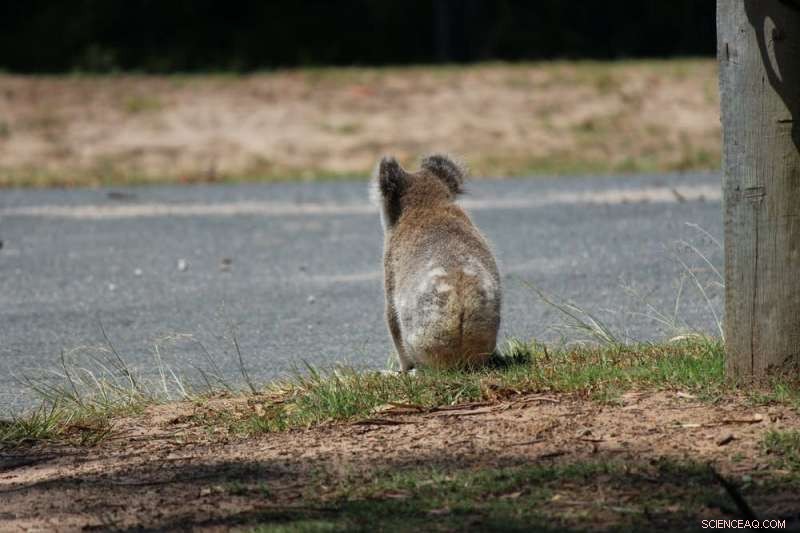 Highway Underpasses for Wildlife: Proven Success in Australia