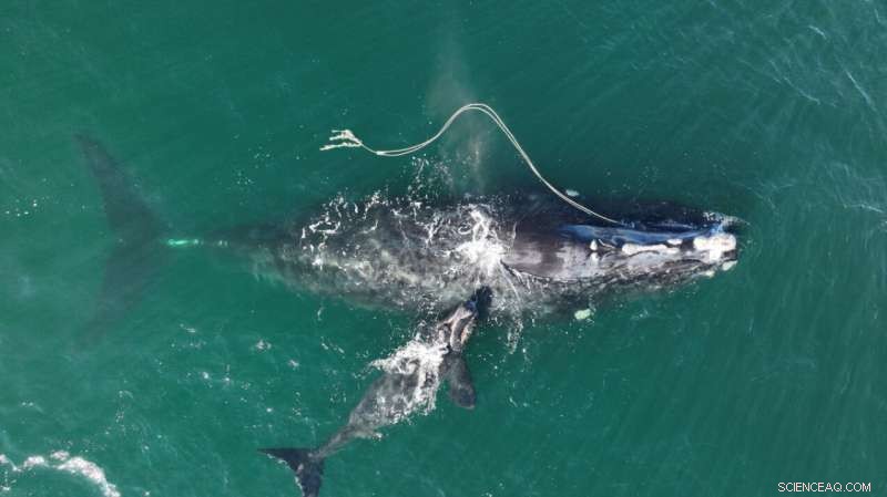 New Vessel Speed Limits Proposed to Safeguard North Atlantic Right Whales