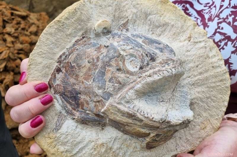 Jurassic Marine World Unearthed in Gloucestershire Farmer s Field