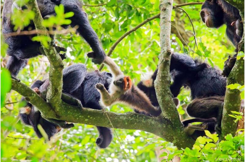 Chimpanzees Use Vocal Coordination to Boost Hunting Success