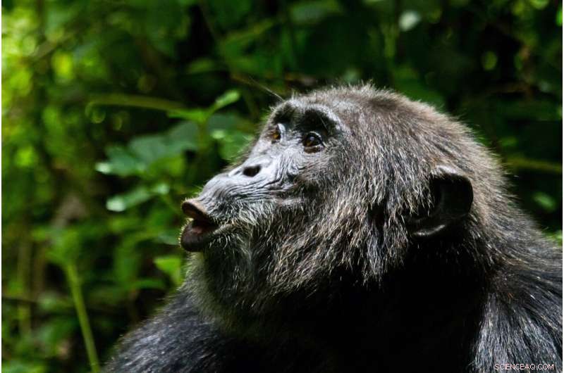 Chimpanzees Use Vocal Coordination to Boost Hunting Success